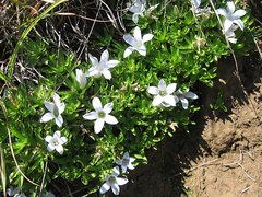 Craterocapsa tarsodes