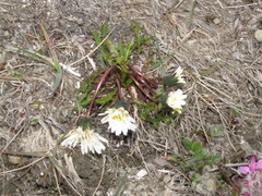 Taraxacum arcticum