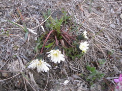 Taraxacum arcticum