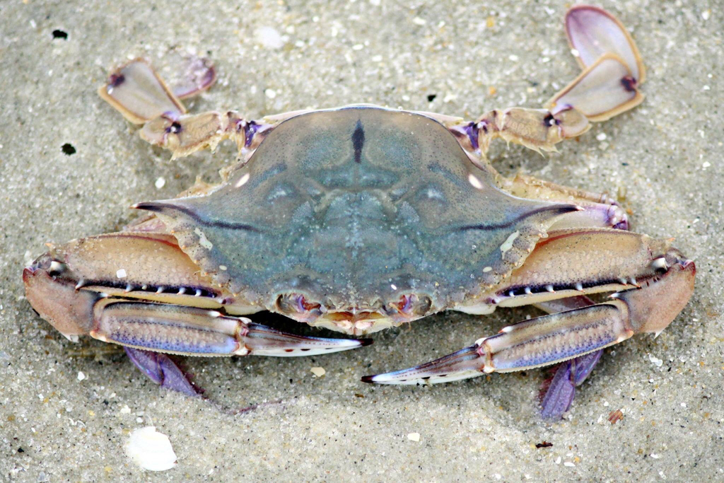 iridescent swimming crab