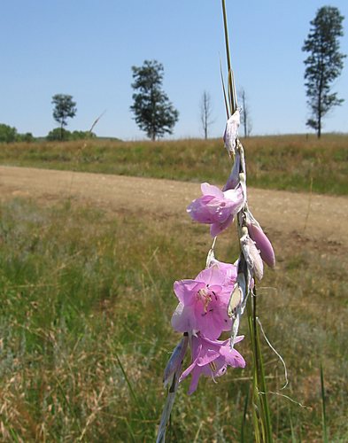 Dierama pauciflorum, photograph 4