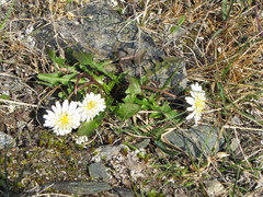 Taraxacum arcticum