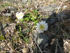 Taraxacum arcticum