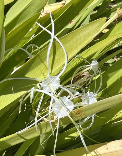 Hymenocallis littoralis observed 2025-10-06
