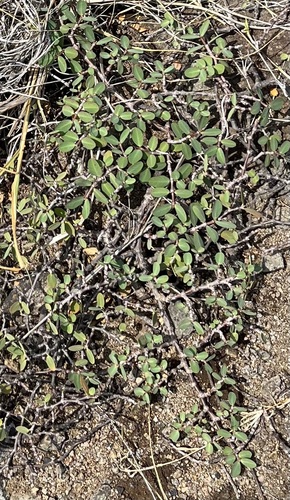 Euphorbia celastroides observed 2025-10-08