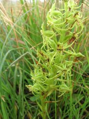 Habenaria lithophila