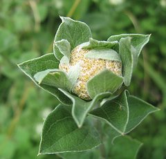 Helichrysum umbraculigerum