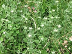 Helichrysum umbraculigerum