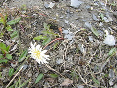 Taraxacum arcticum