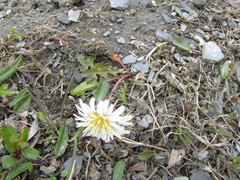 Taraxacum arcticum