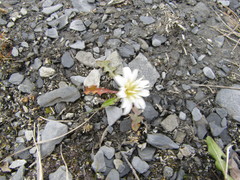 Taraxacum arcticum