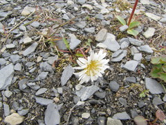 Taraxacum arcticum