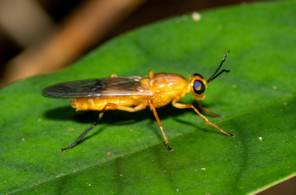 Eudmeta diadematipennis