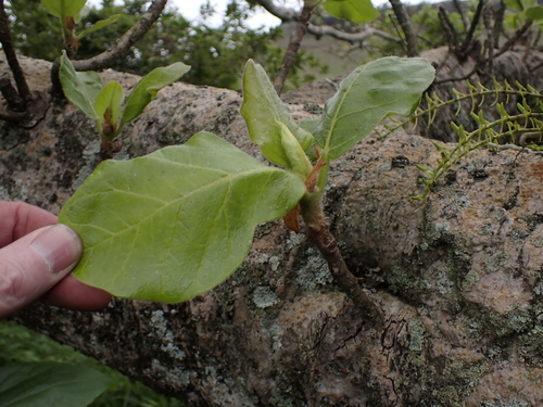 Ficus glumosa, photograph 5