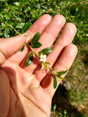 Ditaxis fasciculata
