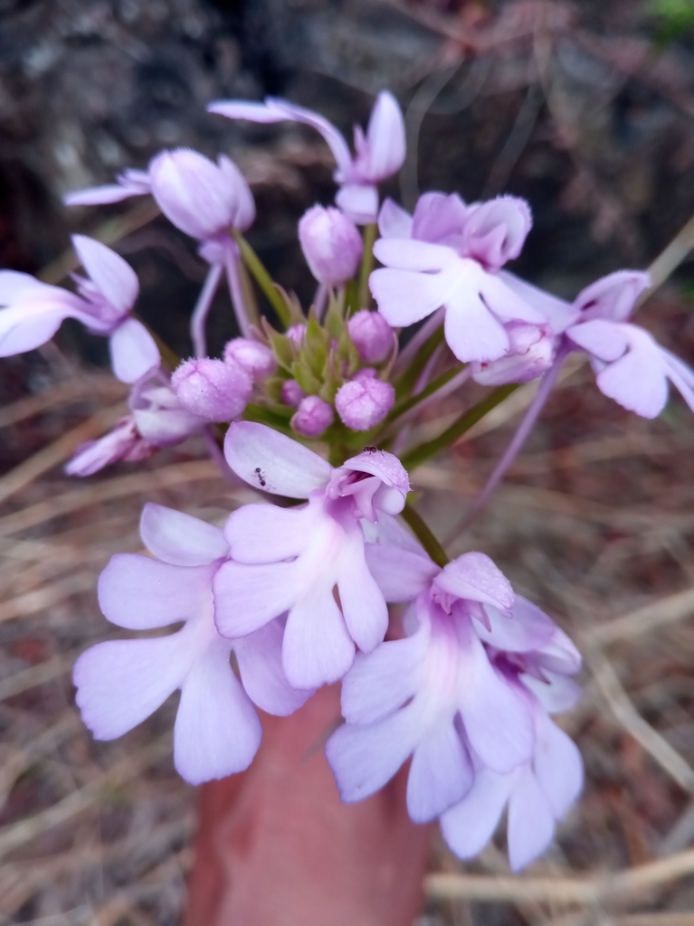 Cynorkis boinana