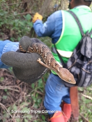 Gerrhonotus liocephalus