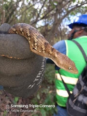 Gerrhonotus liocephalus