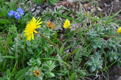 Taraxacum korjakorum