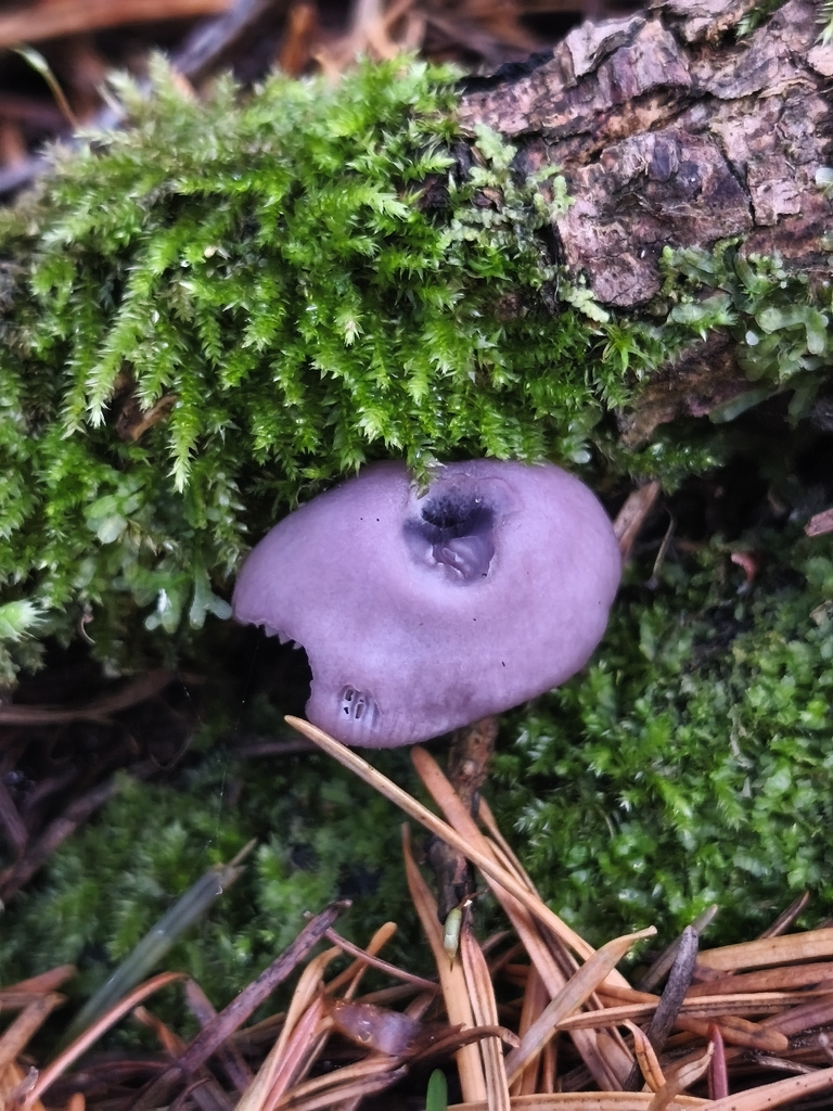 Mycena pura · November 2025 · photo: © mycototor (iNaturalist, cc-by)