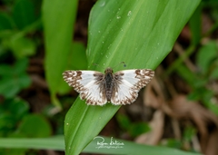 Heliopetes laviana