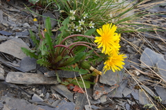 Taraxacum korjakorum
