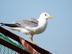 Larus canus