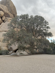 Quercus × munzii, photograph (c) Trey Philips, some rights reserved (CC BY)