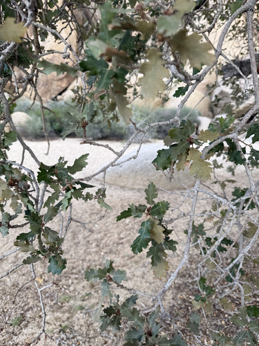 Quercus × munzii, photograph 2