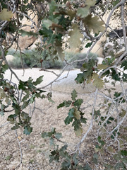 Quercus × munzii, photograph (c) Trey Philips, some rights reserved (CC BY)