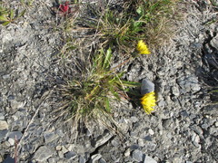 Taraxacum macilentum