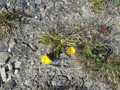 Taraxacum macilentum