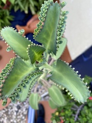 Kalanchoe laetivirens