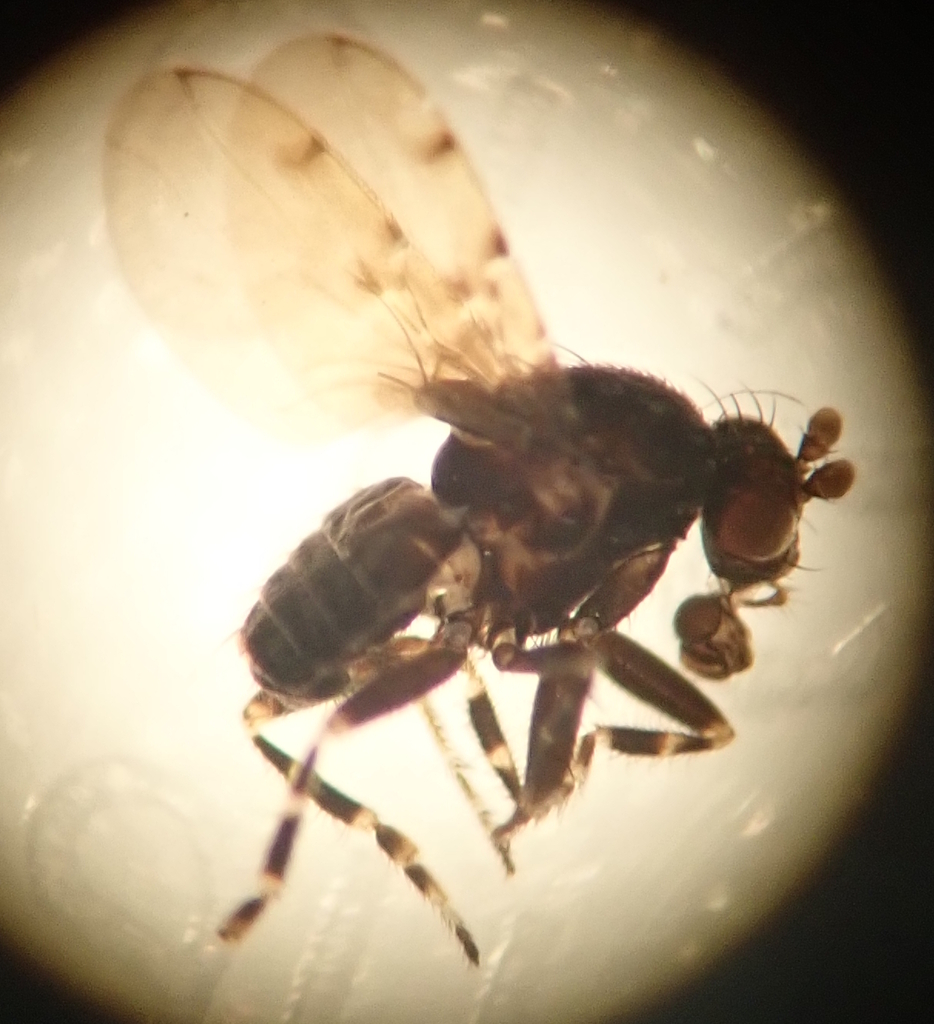Poecilosomella spinicauda