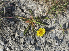 Taraxacum macilentum