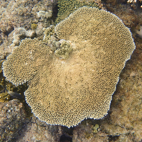 Acropora hyacinthus observed 2025-11-20