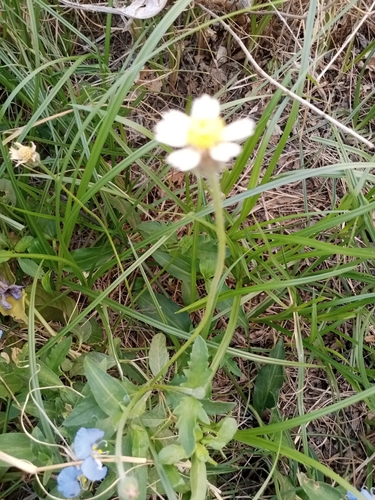 Tridax Daisy