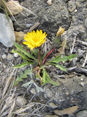 Taraxacum macilentum
