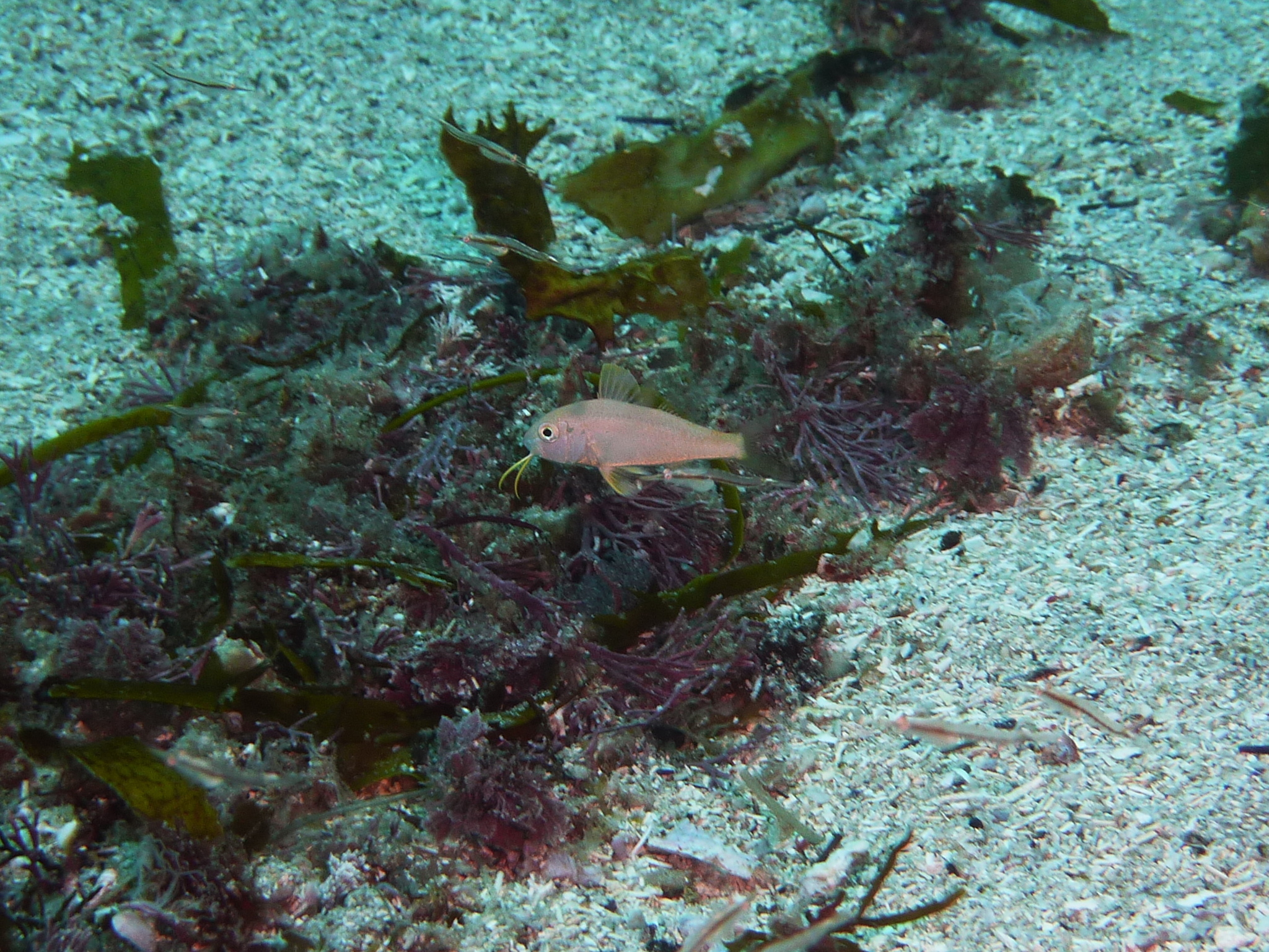 aahuruhuru, ahuruhuru, blåstribet mulle, blue-lined goatfish, blue-spotted goatfish, bluespotted goatfish, bluestriped goatfish, blue-striped mullet, blue-striped red mullet, goatfish, red mullet, 紅似緋鯉, 红似绯鲤, 蓝点似绯鲤, 藍點似緋鯉