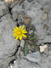 Taraxacum macilentum