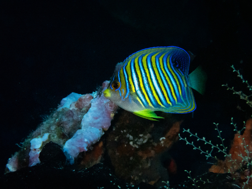 Pygoplites diacanthus
