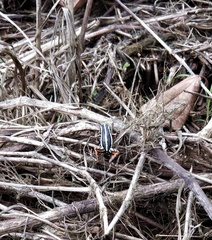 Epipedobates anthonyi