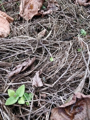 Epipedobates anthonyi