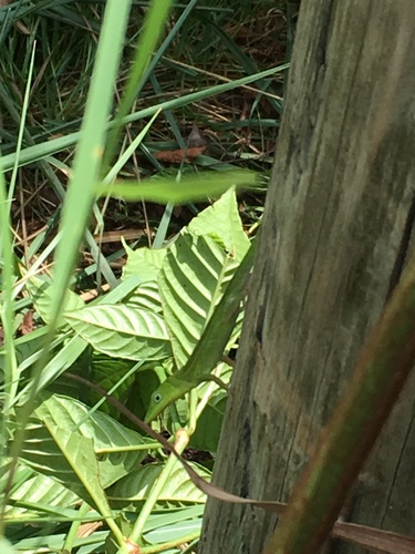 Hispaniolan Green Anole