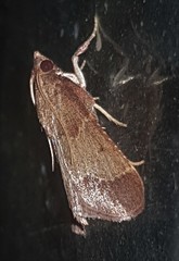 Arippara disticha