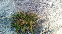 Horkelia clevelandii