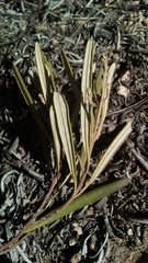 Ornithostaphylos oppositifolia