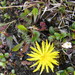 Taraxacum pseudoplatylepium - Photo (c) Игорь Поспелов, algunos derechos reservados (CC BY-NC), uploaded by Игорь Поспелов