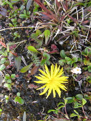 Taraxacum pseudoplatylepium