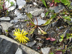 Taraxacum pseudoplatylepium
